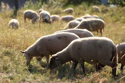 Schafe auf der Weide